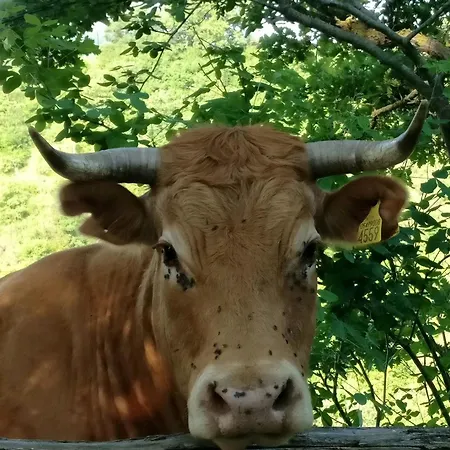 Alloggio per agriturismo Foglie *
