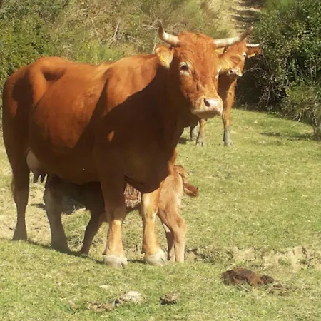 Alojamento de Turismo Rural Foglie