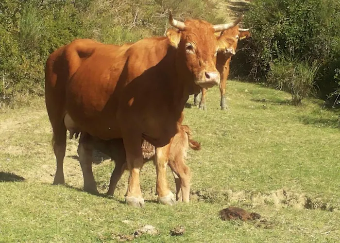 Alloggio per agriturismo Foglie